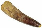 Fossil Spinosaurus Tooth - Real Dinosaur Tooth #305589-1